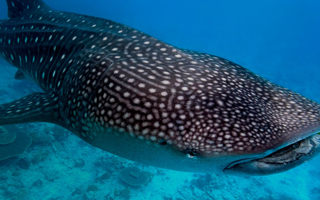 Swim With Whale Shark Cc La Paz Calypsotrip