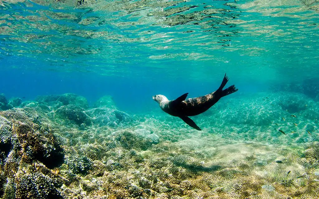Cabo Pulmo Snorkel Cabo San Lucas CalypsoTrip