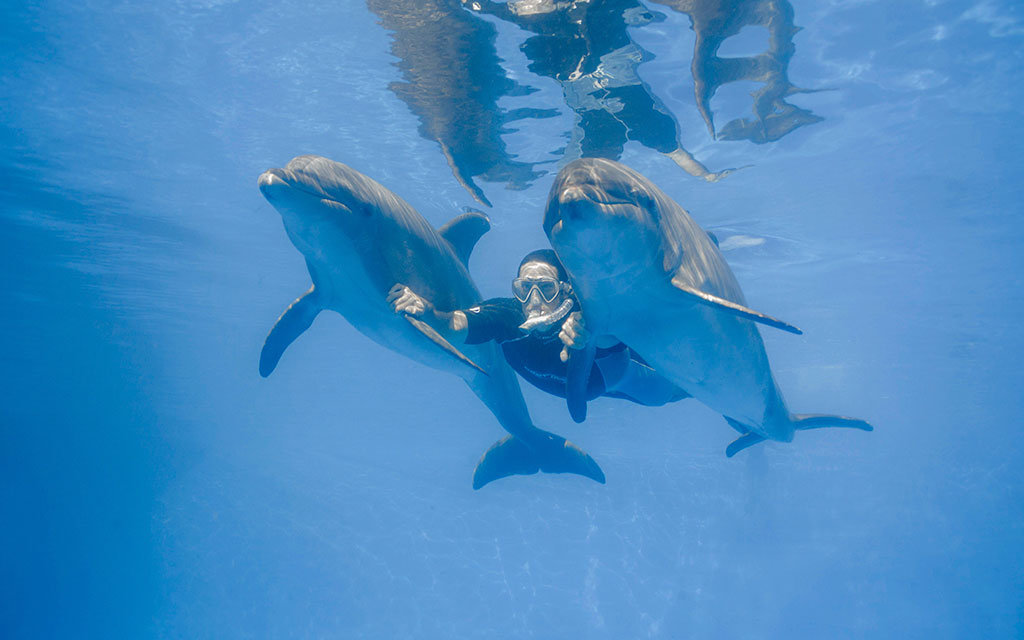 Dolphin Signature Swim Cabo San Lucas | CalypsoTrip